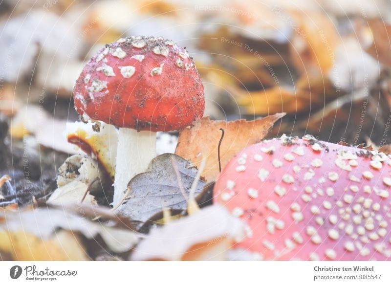 Two toadstools in dry autumn foliage Amanita mushroom Mushroom Autumn Autumn leaves Transience Environment Nature Poison Earth Small already natural Brown Red