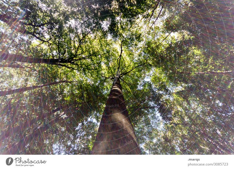 tree Forest Perspective Nature Day Worm's-eye view Sky Growth Tall green Landscape Environment Light Forestry Tree trunk Light (Natural Phenomenon) Sunlight