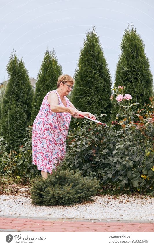 Mature woman working at a home garden trimming the rose flowers bush. Candid people, real moments, authentic situations Lifestyle Leisure and hobbies Summer