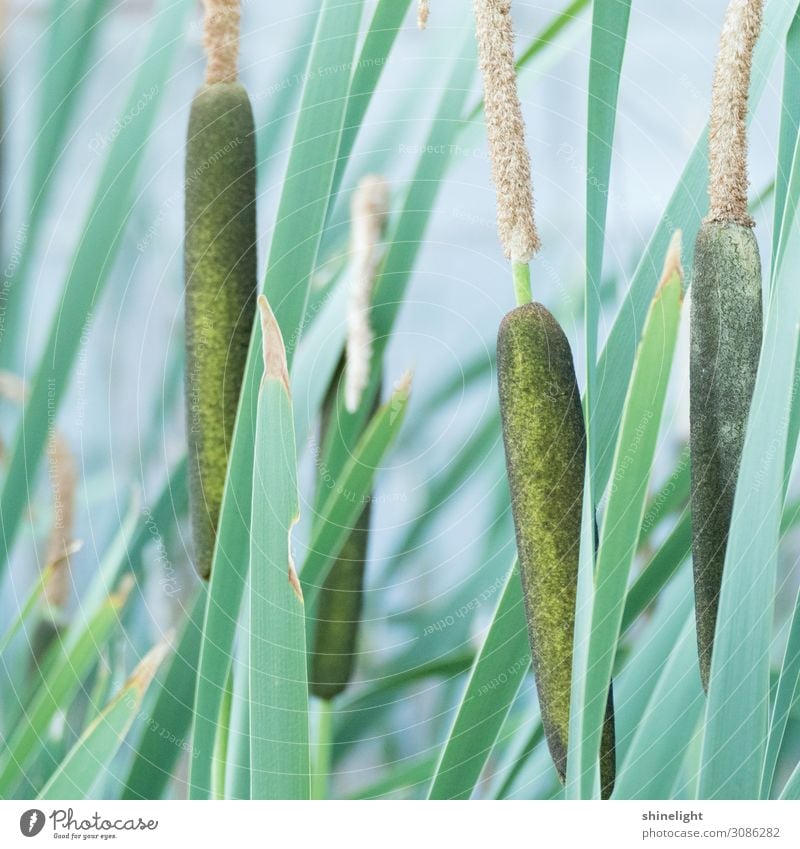 Closeup of four bulrushes surrounded by green leaves Environment Nature Plant Water Grass Bushes Leaf Marsh plant Aquatic plant Typhaceae Pond Wetlands Green