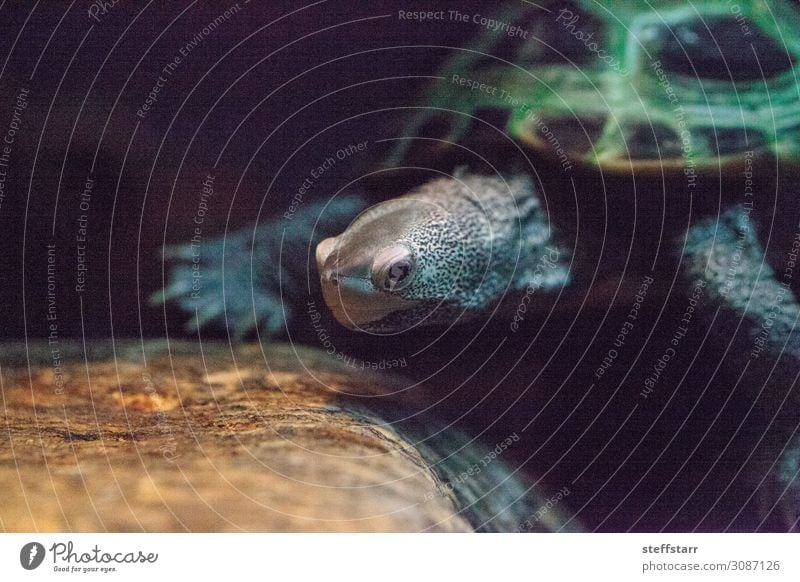 Diamondback terrapin Malaclemys terrapin turtle Nature Animal Wild animal 1 Contentment Reptiles herp herpetology Strange long neck Spotted Shell carapace