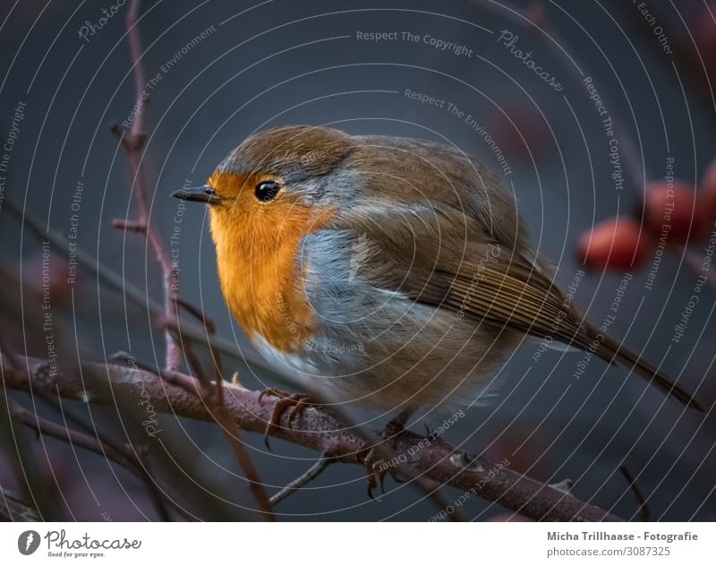Redthroat in rose hip bush Nature Animal Sunlight Beautiful weather Bushes Dog rose Twigs and branches Wild animal Bird Animal face Wing Claw Robin redbreast