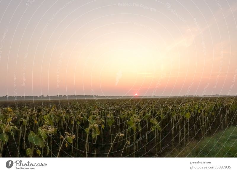 In the morning Nature Landscape Sunrise Sunset Beautiful weather Sunflower field Field Calm Colour photo Exterior shot Copy Space top Dawn Wide angle