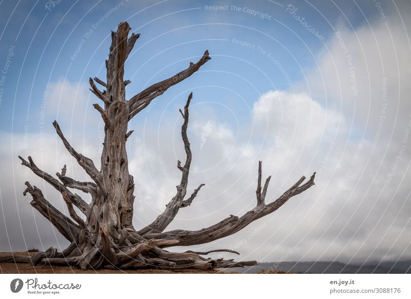 Old | dead long-lived Grannen pine before sky with clouds Jawbone tree Bleak deceased Plant Bristlecone Bristlecone Pine long-lasting Durable pine Conifer