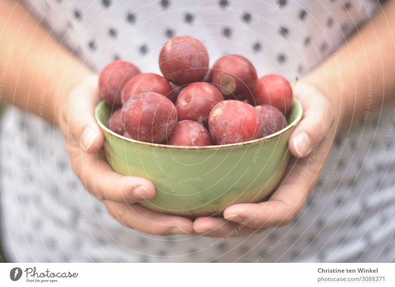 Female hands holding a green bowl with red plums Food fruit Plum Nutrition Bowl Feminine Woman Adults by hand Fingers 1 Human being 45 - 60 years To hold on