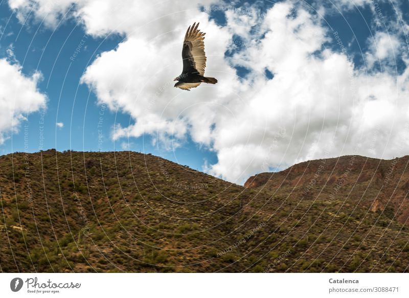 In the sky a bird of prey glides over hilly desert landscape Nature fauna Bird Griffin Vulture Turkey Egg Flying Sky Clouds Hill Desert Dry Drought Tall Day