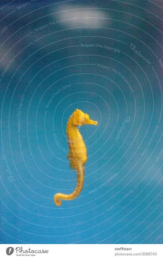 Baby Yellow Lined seahorse Hippocampus erectus Ocean Youth (Young adults) Nature Animal Wild animal 1 Baby animal Blue young lined seahorse Seahorse