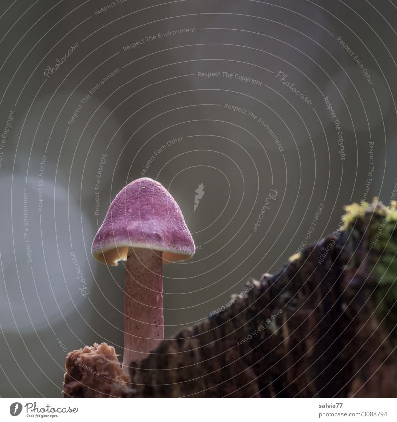all alone Environment Nature Animal Autumn Plant Mushroom Mushroom cap veil Forest Stand Growth Colour photo Exterior shot Macro (Extreme close-up) Deserted