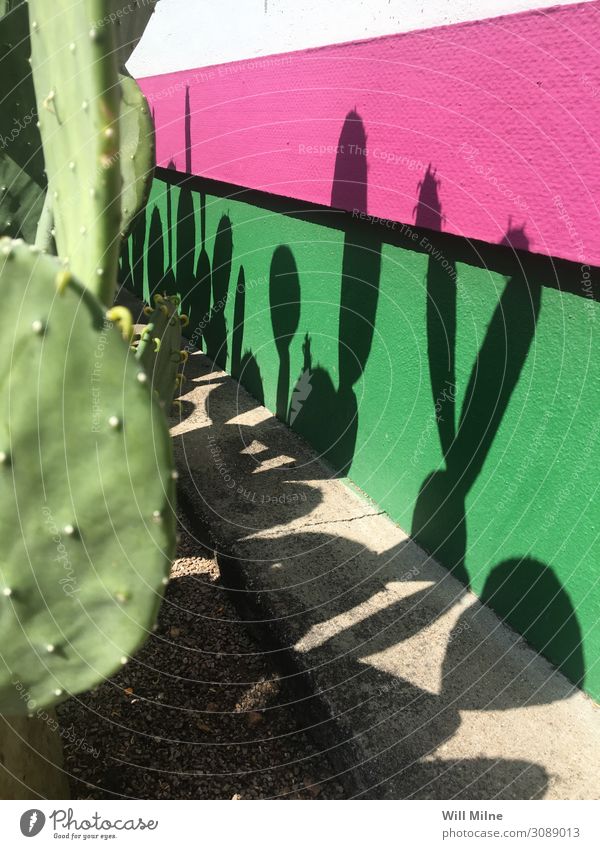 Cactus Casting Shadows on a Colorful Wall Plant Plantlet Desert Green Pink Minimal