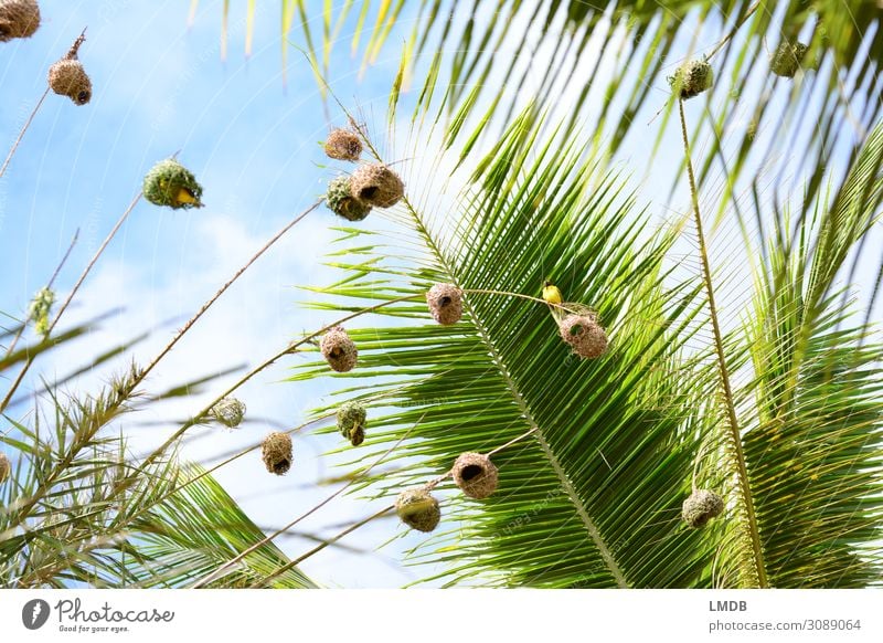 Weaver birds in palm trees weaver bird Nest bird's nest Tall Worm's-eye view upstairs Sky Sky blue Palm tree Palm frond Mauritius Animal vacation Tropical