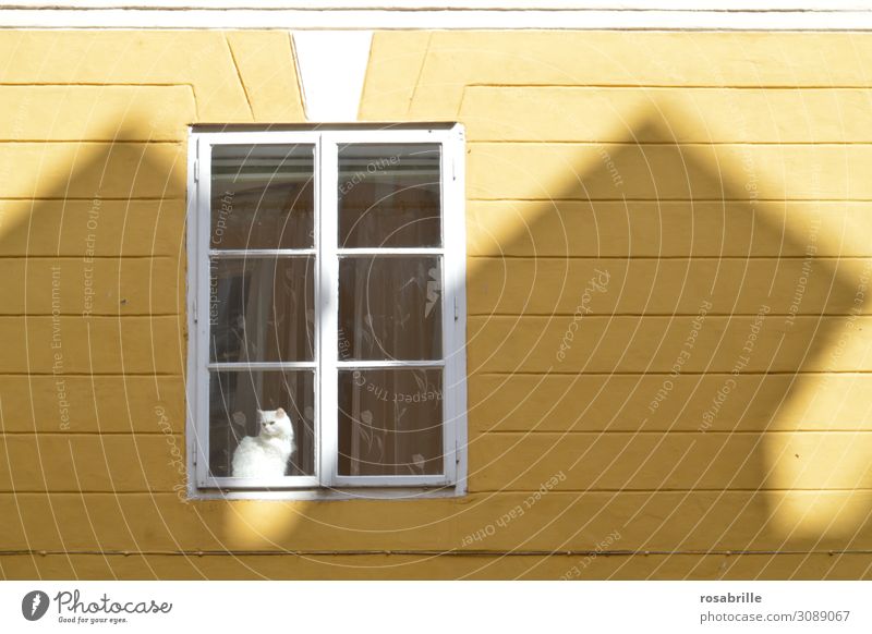 on the road again. Leisure and hobbies Warmth Places Facade Window Cat Observe Sit Yellow White Indifferent Testing & Control Domestic cat Lighting Shadow play