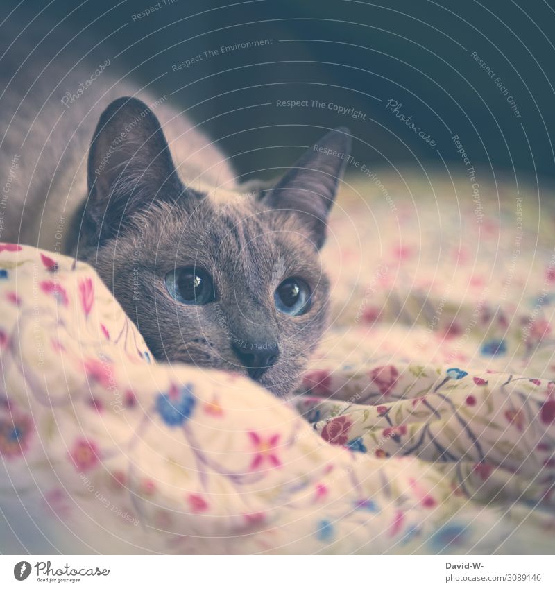 observantly Art Painting and drawing (object) Animal Pet Cat Animal face Pelt 1 Observe Soft Sapphire Blue Large Eyes Beautiful Thailand Siamese cat Illuminate