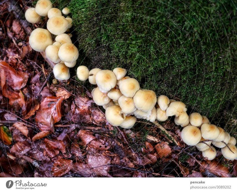 forest floor | triad forest soils three mushrooms Autumn leaves Moss tripartite Exterior shot Environment Nature Forest Mushroom Close-up natural Colour photo
