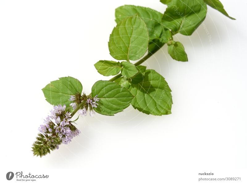 Mandarin, peppermint, Mentha piperita x. Mitcham, mint Herbs and spices Healthy Health care Green Mint Mentha piperita x. mitcham Mandarin Mint aromatic herb