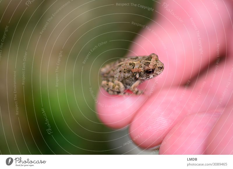Little Chamber Wheel Frog Painted frog Small Miniature mini Diminutive Dwarf Animal child Speckled Captured Calm Caught temporising Nature animal baby Amphibian