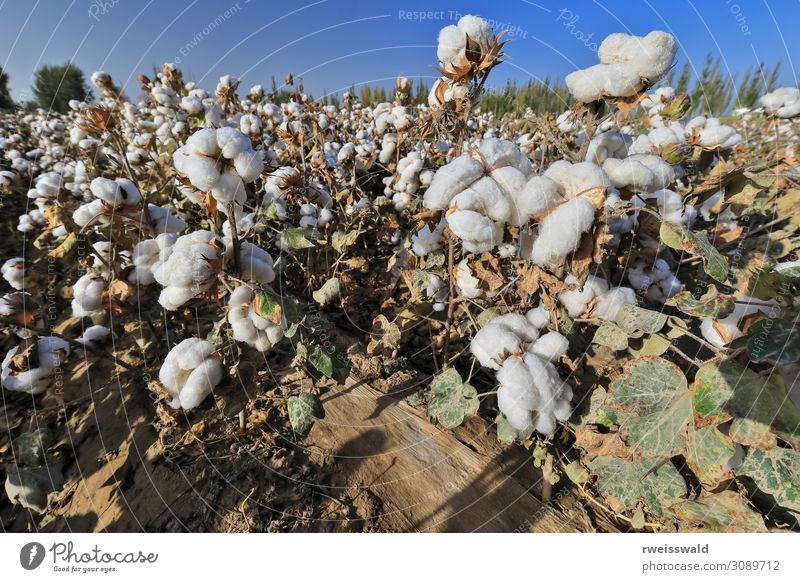 Cotton field near Qiemo-Cherchen-Qarqan town. Xinjiang-China-394 Vacation & Travel Tourism Trip Sightseeing Sun Agriculture Forestry Landscape Plant Sky