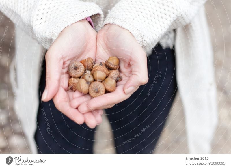 acorns Acorn Fruit Autumn Accumulate stop Hand Nature Exterior shot Bright To hold on guard sb./sth. Brown Hat Handicraft