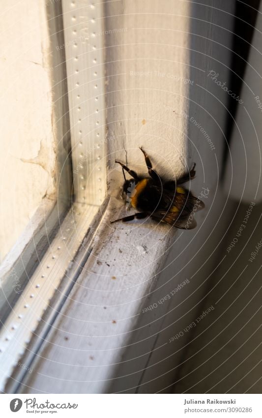 Bumblebee at the window Environment Animal Spring Summer Bumble bee Insect 1 Window Window pane Environmental protection Soft Spider's web Legs Wing Stripe