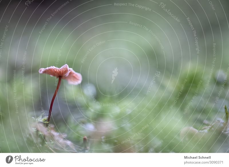Small, lonely mushroom Environment Summer Autumn Cold Natural Beautiful Green Pink Bravery Self-confident Loneliness Mushroom Colour photo Exterior shot
