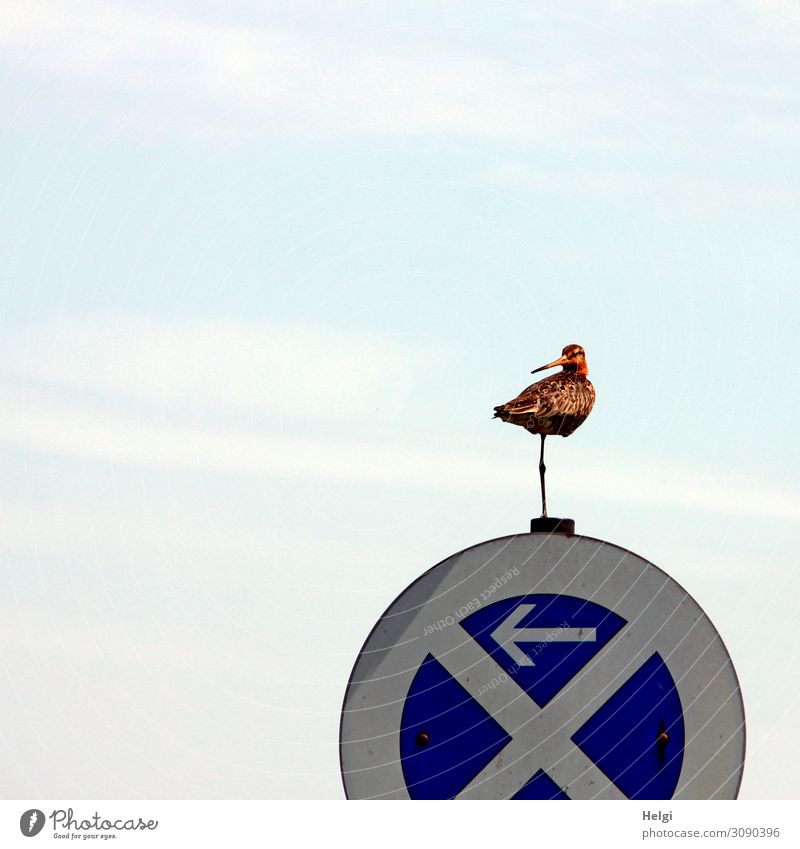 Snipe stands on one leg on a traffic sign Environment Nature Animal Sky Road traffic Bird Snipe birds 1 Road sign No standing Signs and labeling Signage