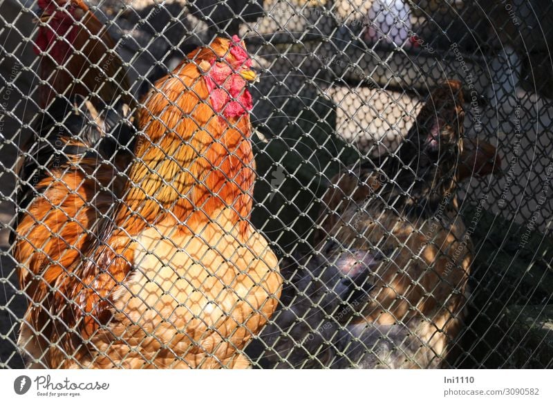Chickens behind the fence Farm animal Bird Animal face Barn fowl Group of animals Brown Yellow Gray Orange Red Black Cage Wire fence Captured Sadness Exhibition