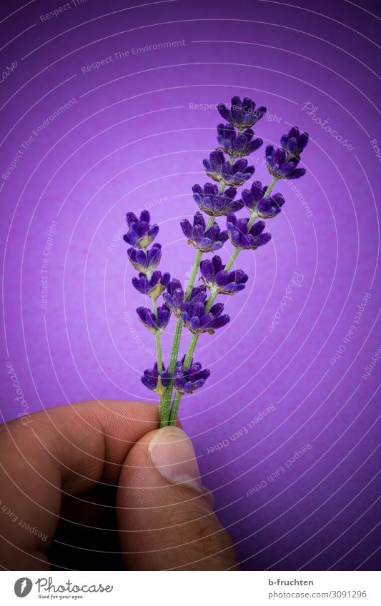 lavender twigs Herbs and spices Alternative medicine Fingers Summer Plant Agricultural crop Select Blossoming Fragrance To hold on To enjoy Happiness Fresh
