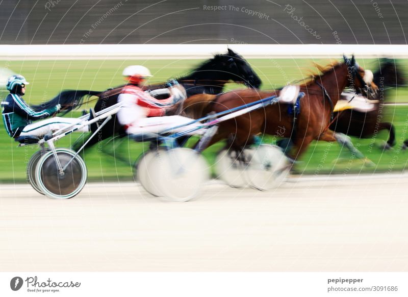 3 HP Leisure and hobbies Ride sulky harness racing Sports Equestrian sports Sportsperson Sporting event Sporting Complex Stadium Racecourse Work and employment