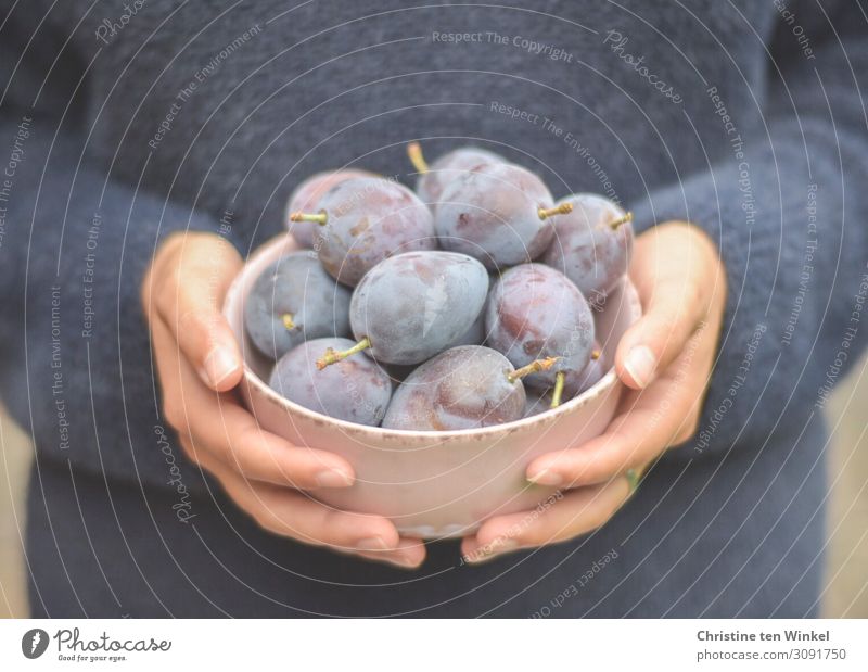 Fresh plums in a bowl in the hands of a young woman Fruit Plum Nutrition Organic produce Bowl Young woman Youth (Young adults) Hand Fingers 1 Human being