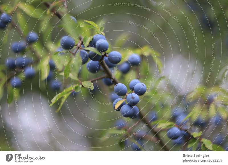Sloe autumn Spirits Drinking Bushes Relaxation Blue Calm Colour photo Close-up Day Shallow depth of field