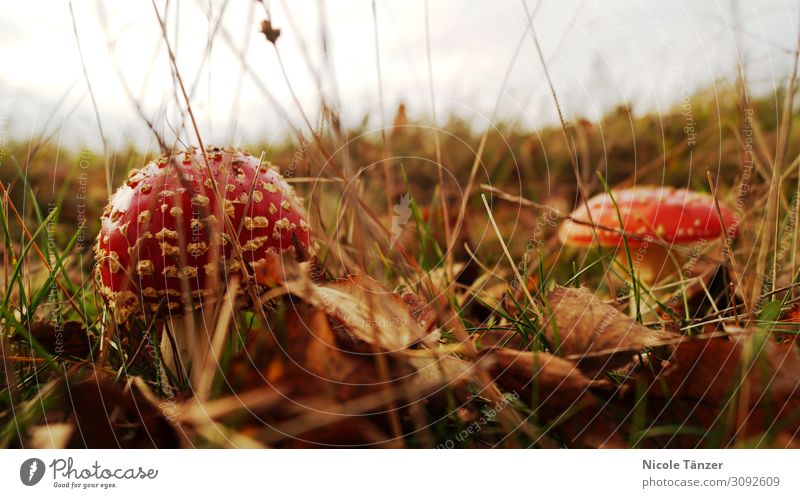 Fly agaric in leaves Nature Plant Earth Autumn Beautiful weather Grass Bushes Moss Leaf Wild plant Amanita mushroom Meadow Forest Going To enjoy Natural Brown