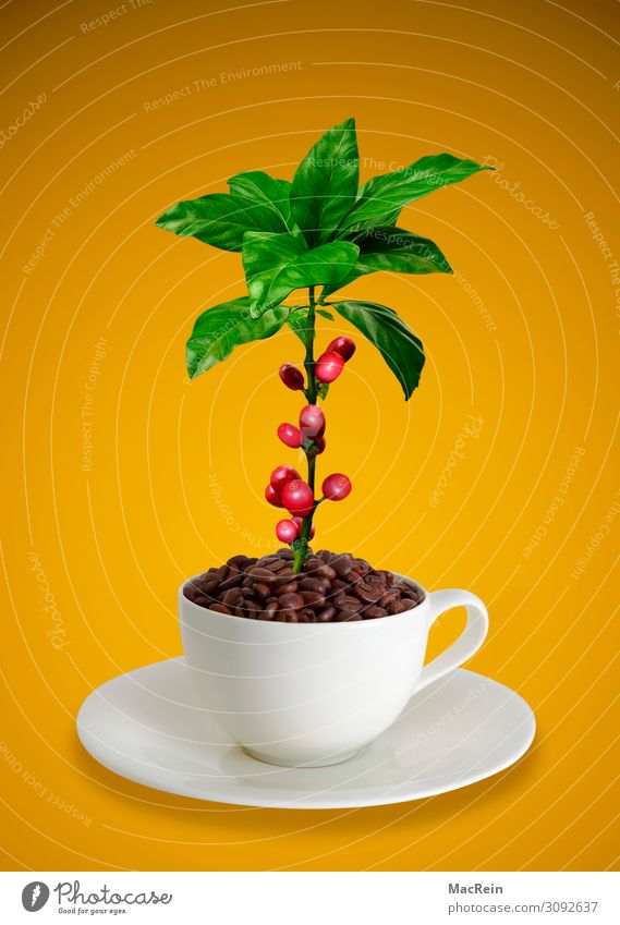 Coffee cup with coffee beans and coffee plant Fruit Cup Fragrance Brown Red White Coffee bean Saucer Copy Space Coffee tree Still Life Leaf Colour photo