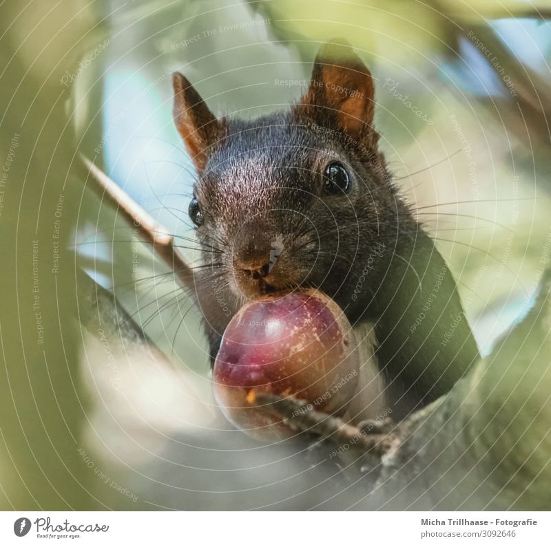 Squirrel with nut in mouth Nature Animal Sky Sunlight Beautiful weather Tree Leaf Twigs and branches Wild animal Animal face Pelt Head Eyes Nose Muzzle Ear 1