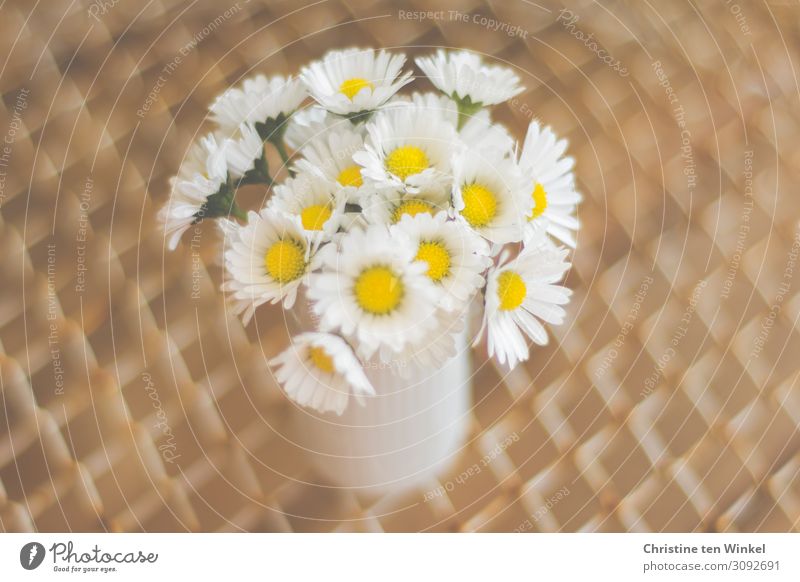 A small bouquet of daisies in a white vase Nature Plant Flower Blossom Daisy Friendliness Happiness Small Near Modern Natural Cute Beautiful Brown Yellow White