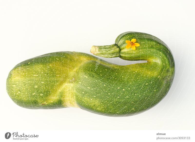 courgettes Vegetable Nutrition Zucchini Blossom Authentic Uniqueness Natural Green Joy Design Idea Innovative Inspiration Kitsch Nature Garden plants Duck Funny