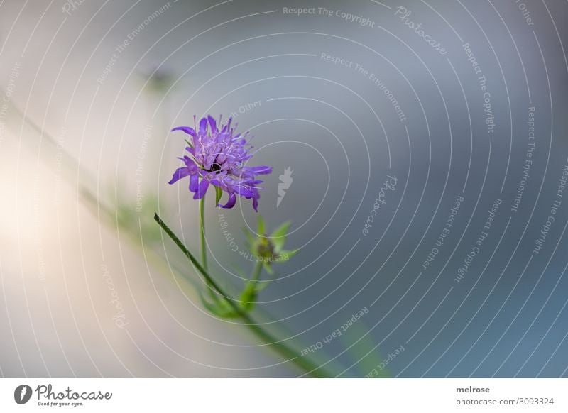 purple flower delicate Nature Summer Beautiful weather Plant Flower Grass Leaf Blossom Wild plant River bank Simple Delicate Perspective Blossoming Relaxation