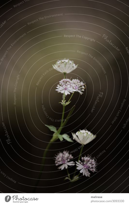 delicate white flower Lifestyle Style Nature Summer Plant Flower Leaf Blossom Wild plant Flower stem Field Vertical Pride centred Delicate Reduced Blossoming