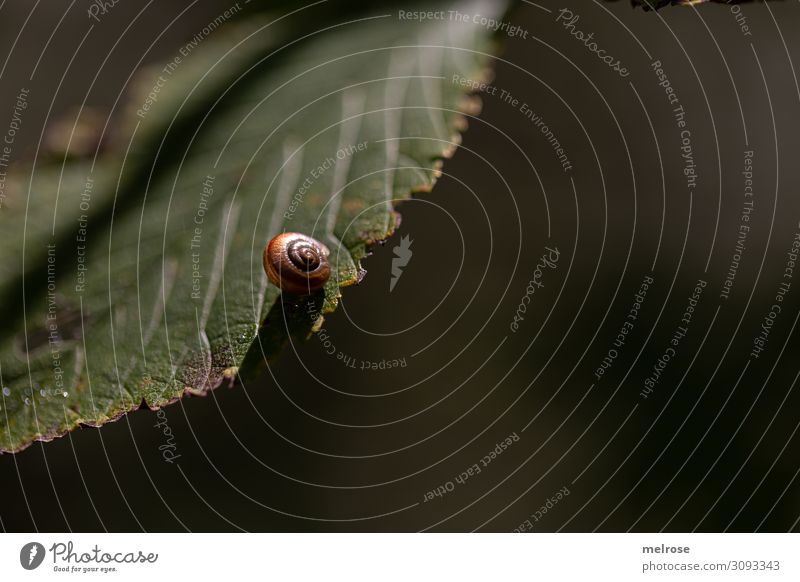 Snail hangs on leaf Nature Summer Beautiful weather Plant Bushes Leaf Foliage plant Garden Snail shell 1 Animal Perspective Suspended Relaxation Hang Dark