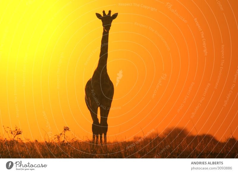 Giraffe Silhouette - Simplistic Gold Vacation & Travel Tourism Adventure Freedom Sightseeing Environment Nature Landscape Animal Elements Earth Sky