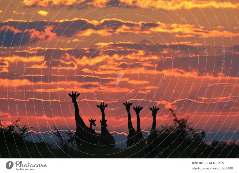 Giraffe - Magical Skies of Africa Environment Nature Landscape Animal Elements Earth Sky Clouds Sunrise Sunset Sunlight Summer Beautiful weather Wild animal