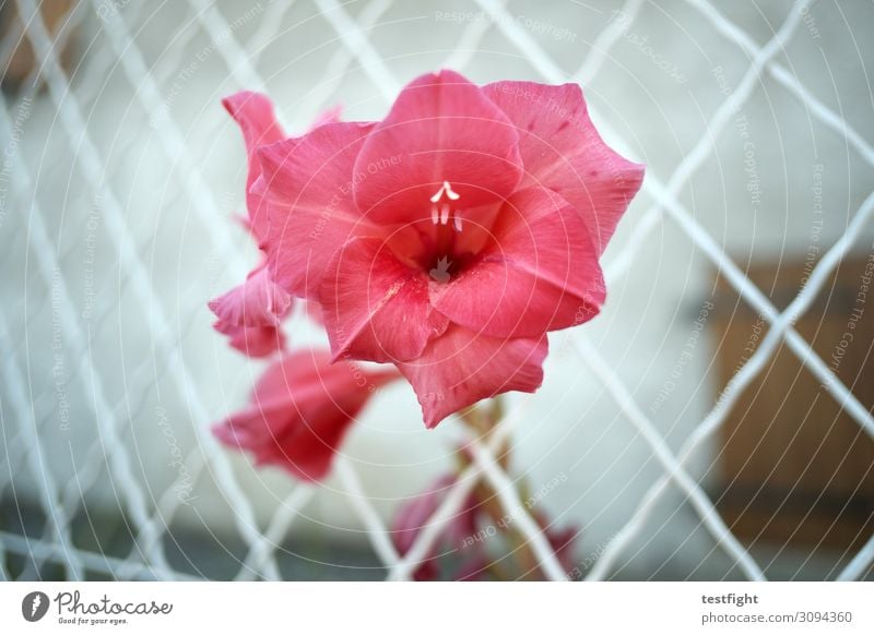 little flowers Plant Flower Rose Blossom Blossoming Red Pink Fence Growth Exterior shot Twilight