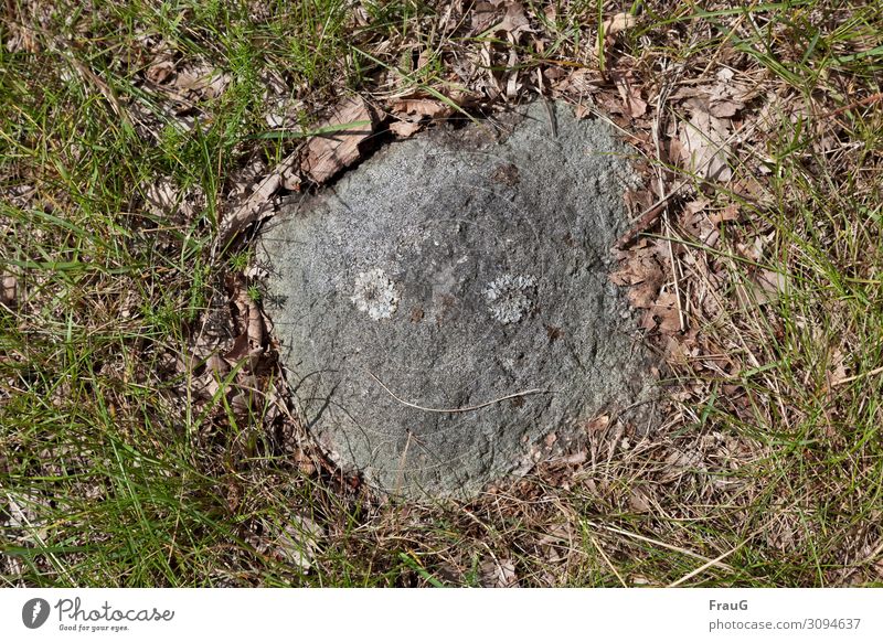a friendly stone Stone Granite Woodground Face Smiley Smiley face Smiling Happiness Funny Positive Joie de vivre (Vitality) Moody Joy Friendliness Contentment