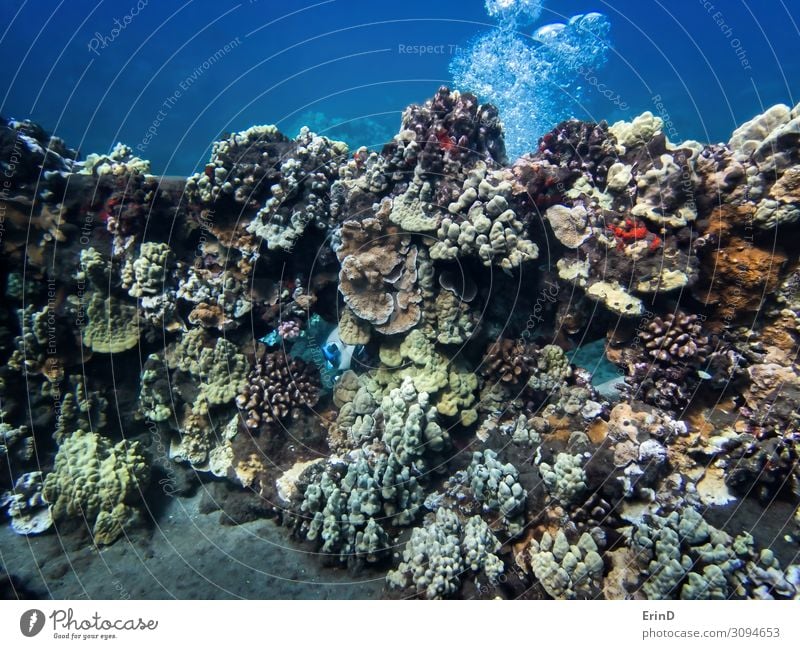 Diver Appears Through Wall Covered in Coral Joy Life Vacation & Travel Adventure Ocean Nature Landscape Discover Exceptional Cool (slang) Fresh Uniqueness fish