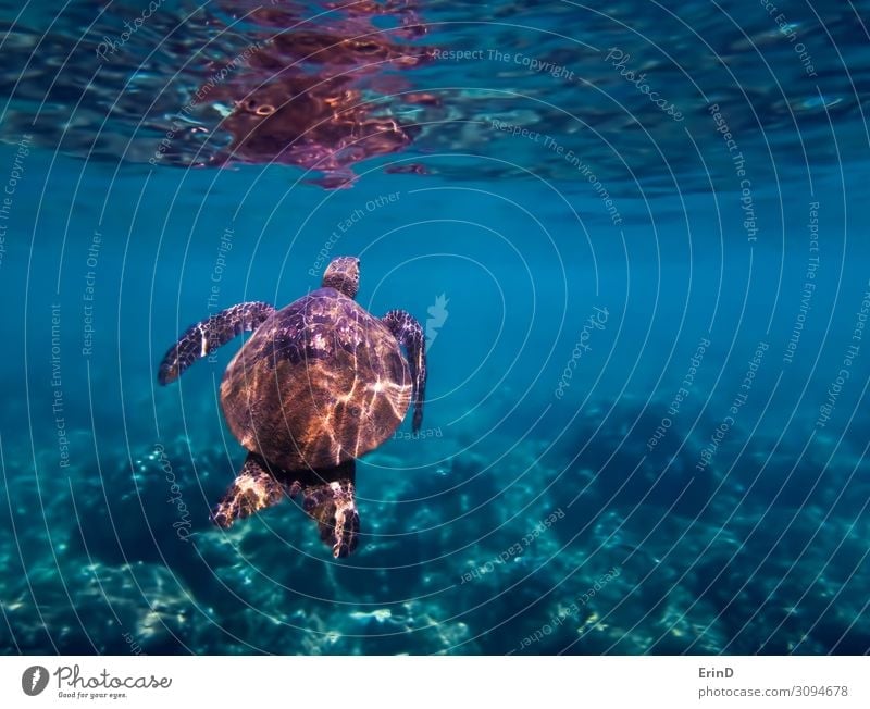 Green Sea Turtle Swims Towards Surface Underwater Joy Life Vacation & Travel Adventure Ocean Dive Nature Landscape Virgin forest Discover Exceptional