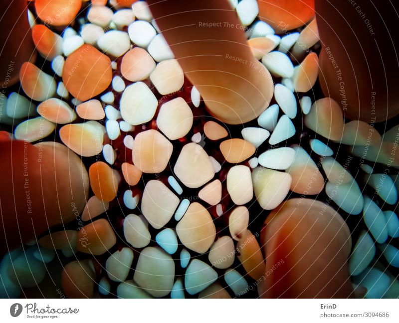 Unexpected Shapes in Close Up of Sea Urchin in Red and White Design Beautiful Life Ocean Art Environment Nature Animal Discover Exceptional Cool (slang) Fresh