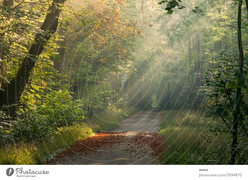 sunlit forest road with autumn leaves on the ground Nature Weather Beautiful weather Forest Virgin forest Warmth autumn forest copy space fog forest path