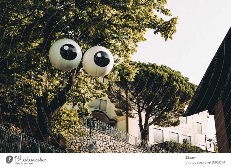 The tree is watching you Nature Landscape Sky Summer Beautiful weather Tree Bushes Looking Brash Friendliness Large Funny Sustainability Natural Cute Perturbed