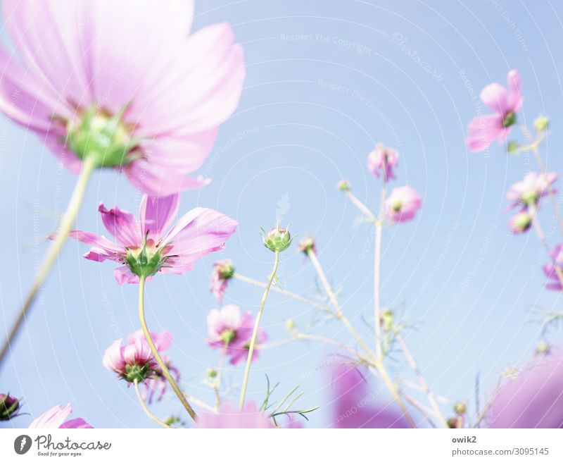 towards the sun Environment Nature Plant Cloudless sky Summer Beautiful weather Warmth Flower Blossom Blossom leave Cosmos Breathe Movement Blossoming