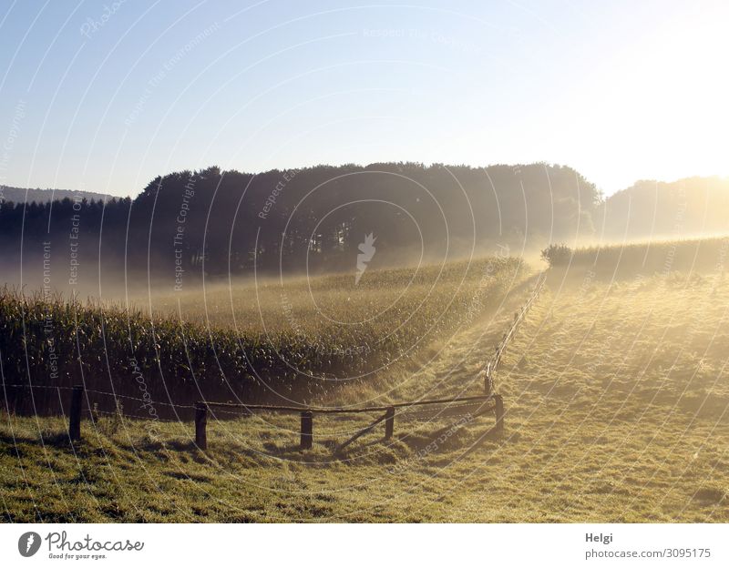 Landscape with meadows, fields and trees in morning sun and fog Environment Nature Plant Cloudless sky Autumn Fog Tree Grass Agricultural crop Maize Field
