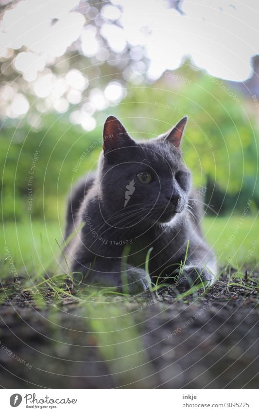 my one-eyed cat Garden Nature Spring Summer Pet Cat Animal face Carthusian houses Domestic cat 1 Authentic One-eyed Gray Earth Looking Lie Colour photo
