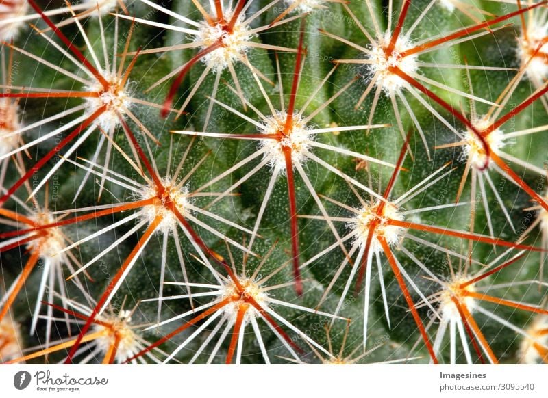 Thorns - Cactus Plant Exotic Thorny Green Orange Red Pain "Thorns cate Close-up background full screen Abstract Beautiful botanical Botany cacti Colour